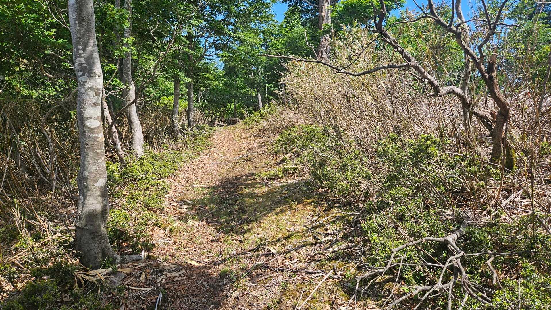ふるさとの森登山口-扇ノ山 往復コースの写真