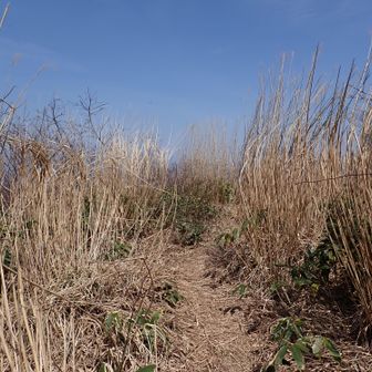 山頂は...

ありゃ～💦　

伸びた草が立ち枯れて、三瓶方面の眺望が厳しい状態に...💦

以前は刈り込まれてて、こちら側で座ってランチ休憩出来てたのに...

整備は労力も時間も掛かるので大変ですよね...😞