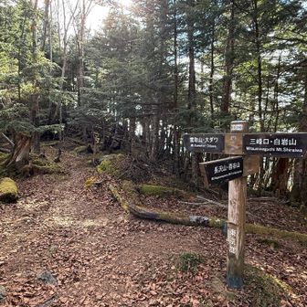 分岐を大ダワ方面に進み