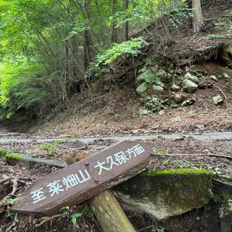 一旦、林道に出ました。10〜15分ほど林道を歩きます