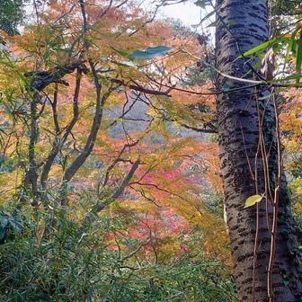 この辺りはちょこっと紅葉🍁が残っていました〰️👍️
タイワンリスもウロチョロしてる🐿️！！
(リスの写真は撮れませんでしたが…)