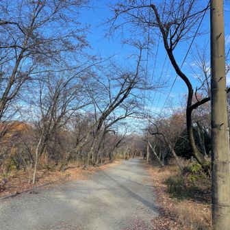 弘法山公園は車でもそれなりの高さまで上がれますし、桜の時期には賑わいそうです