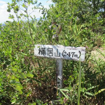 やっと桶居山に到着
