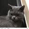pisco_sour_doble