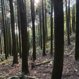 植林地をずんずん進みます