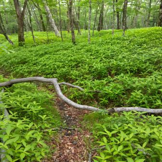 正規ルートに合流しました🙆
往路ではグランドキャニオン側の踏み跡(手前)の方が濃かったので何かな？と思ったのですが理由が分かりました
五合目まで行く人よりグランドキャニオンに行く人の方が多いんですね🤭