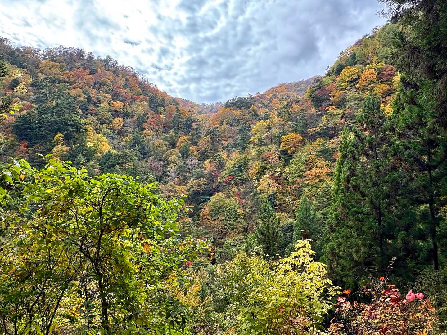 都民の森-鞘口峠-三頭山-ムシカリ峠-三頭大滝 周回コースの写真