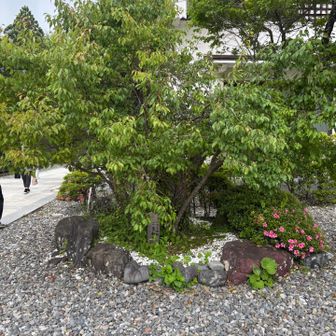 ニノが植樹したらしいです
小さな梅がたくさんなっていました