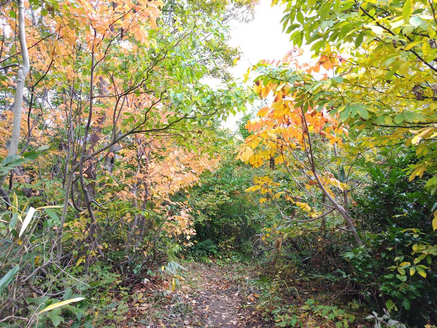 下山時は車道ではなく
登山道へ🚶‍♀️
ちょいドキドキで
鈴🔔ダブルで鳴らしまくりました🤣

おつかれさまでした