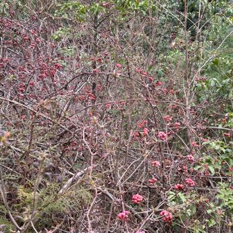 サルトリイバラ　まだ綺麗