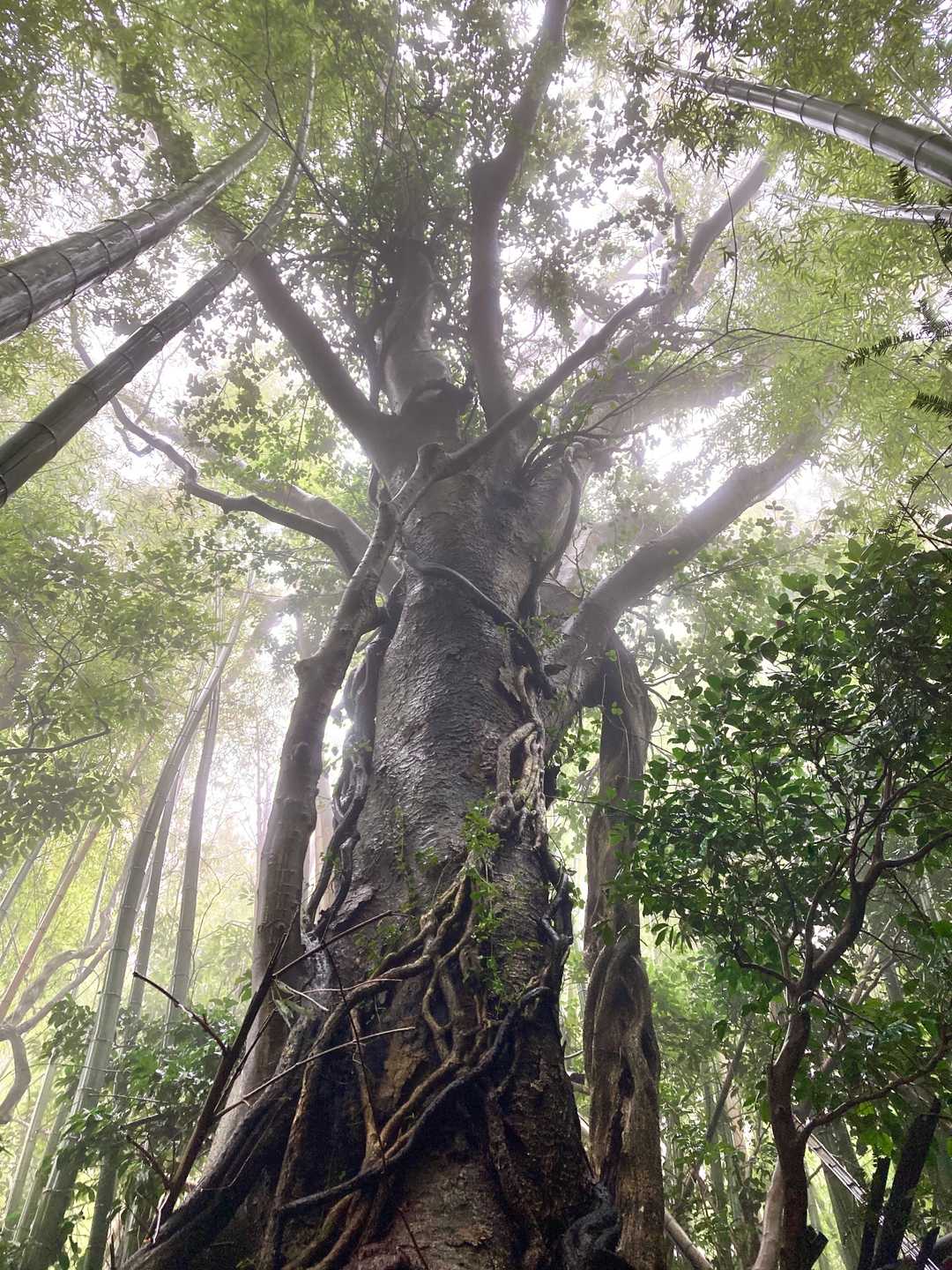 なんて神々しい🤩✨✨彷徨う2人に一筋の光が
ゆきん・Yu｢神🌳様、どちらに進めば摩頂山へ行けるのでしょうか｣
神🌳｢己の思うままに進むが良い｣
思うままに進んだ結果が修行の様な藪漕ぎになったのだが、、まだまだ修行が足りないという事だろうか🤔