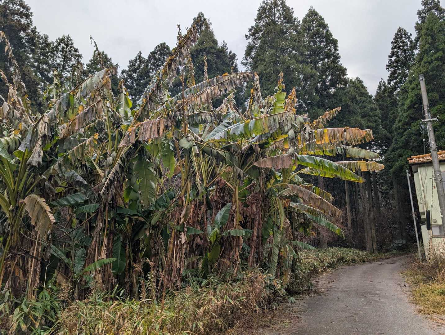…からの本日は
粟津おっしょべ公園から右回りで行きます🔄

いきなり南国植物🌴