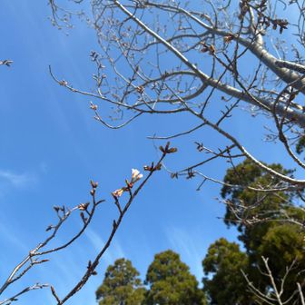 3月22日(日)

朝から飯田山を歩いて10時半に帰宅。
ポストをのぞくと、昨日、友人が送ってくれたタラの芽の不在票があった。

すぐに電話をかけると、AIが受け付けてくれる。
再配達の時間指定も電話番号も、こちらの声を正確に聞き取る。
たいしたものだ。
手続きの若干の間延び感に目を瞑りつつ答えながら、旧来のオペレーターさん達は、違う部署に転属になったのだろうか、それとも外注だったのだろうかと、余計な心配をしてしまう。

毎日書くこの日記も、先月iPhoneの機種を変えて以来、メモ機能に音声入力することも多くなったが、高い精度で文字起こしをしてくれる。

外食に出ると、タッチパネルやQRコードからの注文が当たり前になった。
ロボットが料理を運んできても、誰も驚かない。

AIによってなくなる職業が語られて久しいが、今や現実味を帯びる話になった。
一方、今朝のテレビの特集では、首都圏の建設ブームで型枠大工職人の収入が上がり、年収1,000万を超える人もいるという。
取材を受けていた工務店では、部下が上司を選ぶシステムが人気だそうだ。
昭和世代の上司には、大変だろうと同情もするが、若い人たちが選ぶ職業もこれから変化していくのだろうな。

まったく、これからどんな世の中になるのか予想もつかないが、
まずは、晩飯のタラの芽が楽しみだ。

(写真は昨日の蕾が開花した)