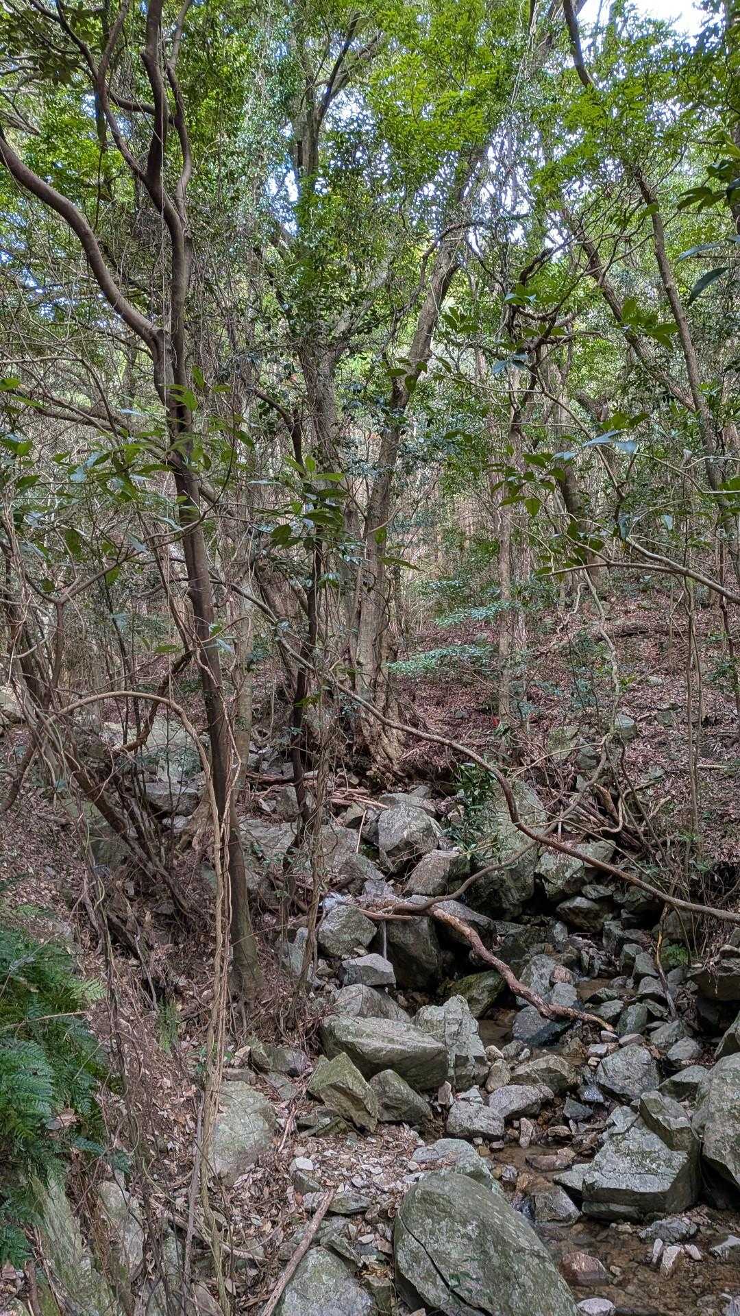 ☝️登山道にも
　　石がゴロゴロ
　　　足元注意⚠️
気を付けて歩かねば
　　