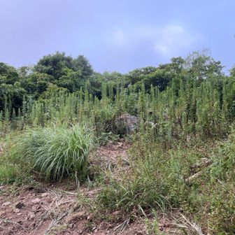 山頂標は草の中に隠れているらしい、結局見つけられなかった😢