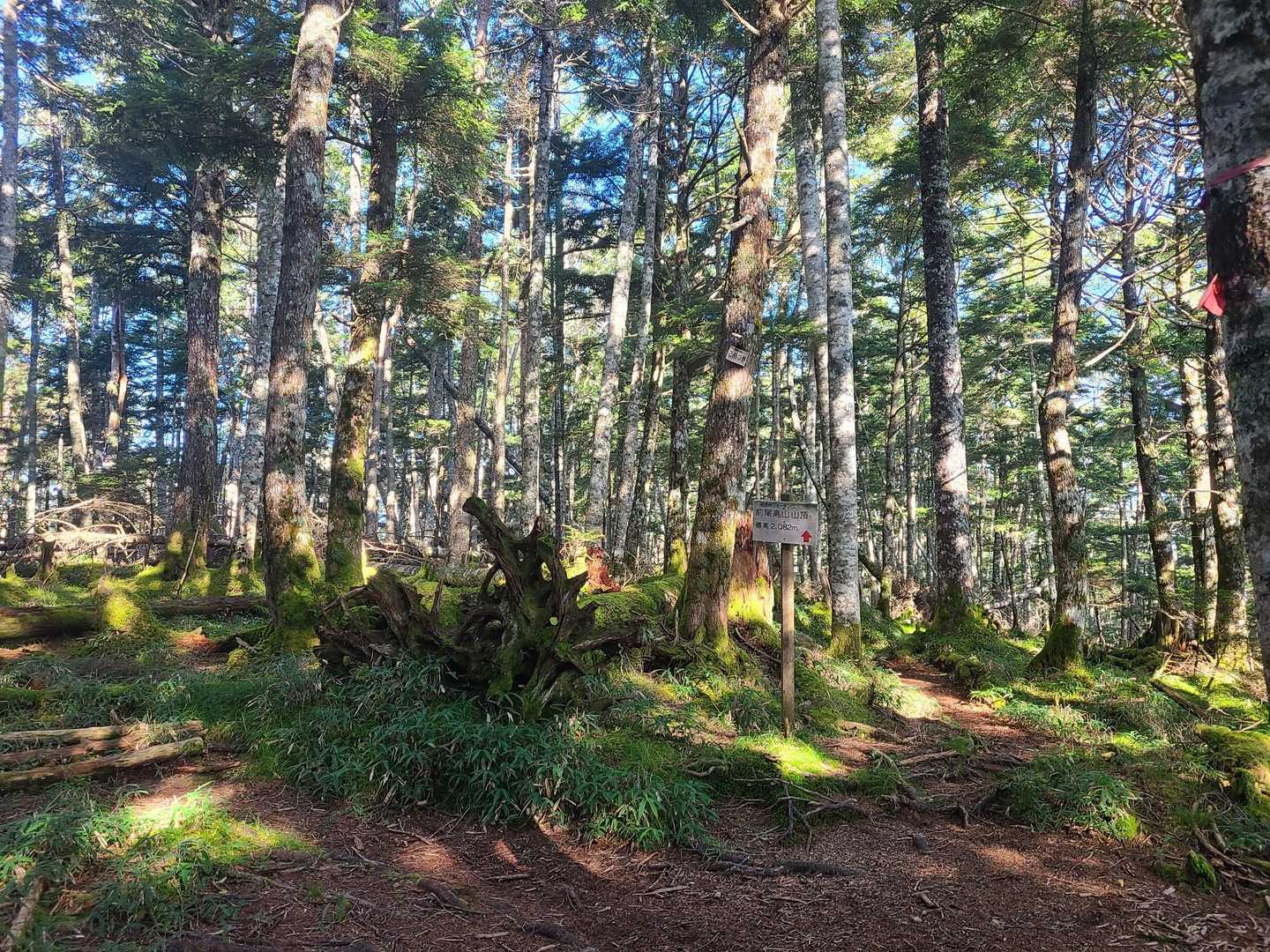 しらびそ峠-前尾高山-尾高山-奥尾高山-岩本山 往復コースの写真