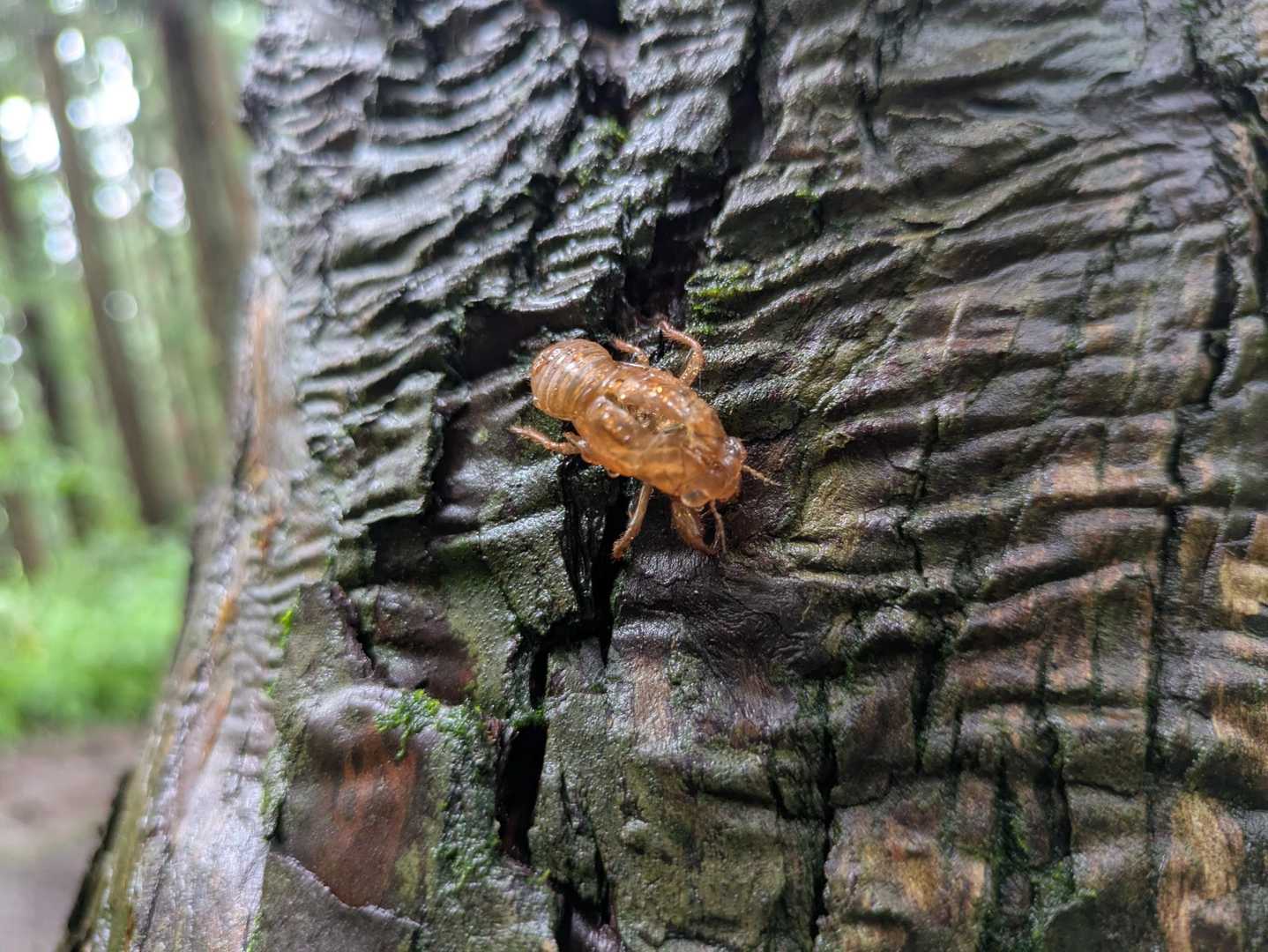 キラキラのセミの抜け殻✨️