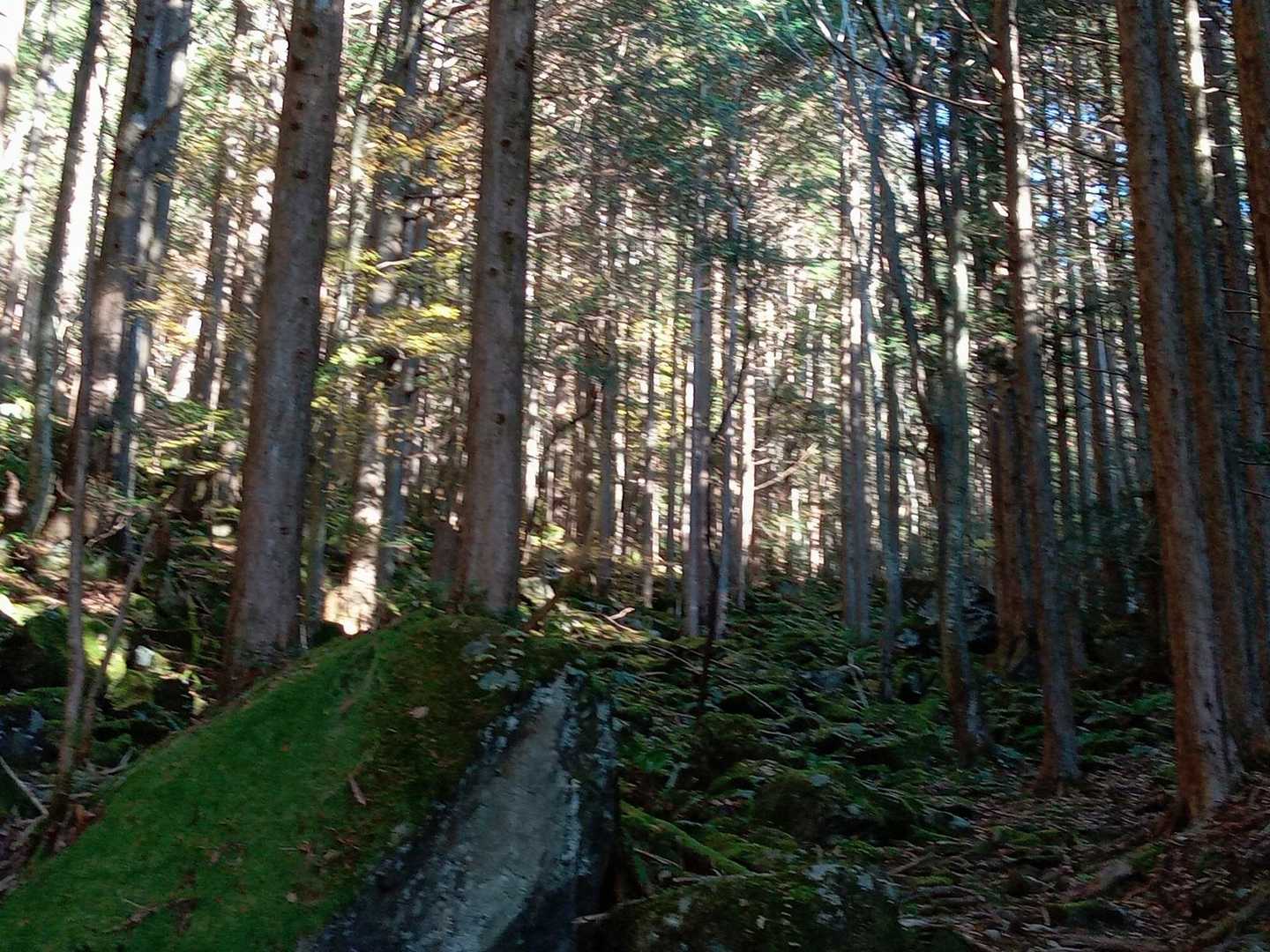 苔石ゴロゴロで歩きにくい💦　まぁまぁの登り💦