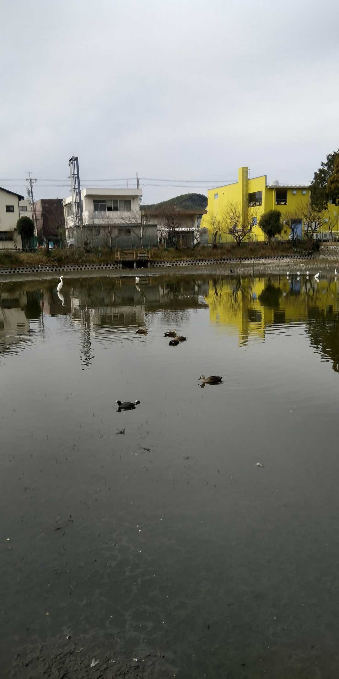 通り道の⛲弁天池
💧水が残り少なく成りました❗️
🦆カルガモ夫婦、大バン,コサギ、ゴイサギ😄