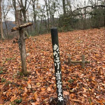 あかはげ山頂　赤い絨毯