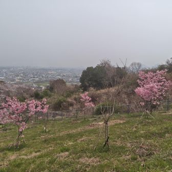 鮮やかなピンクの桜でいとおかし