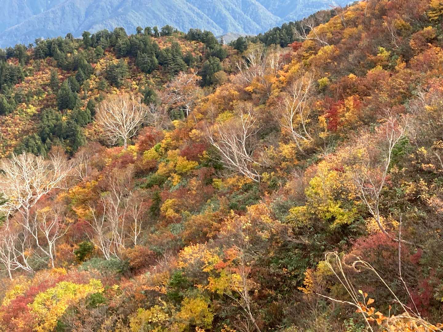 三方岩岳往復 | ホワイトロード最高地点から50分、北アルプス〜白山を望む岩の頂の写真