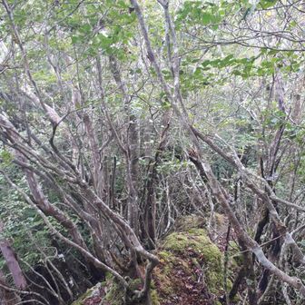 結構な細尾根で、濡れて滑るので気を付けて