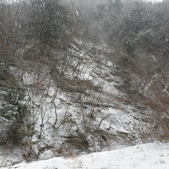 雪が降る中、林道を歩きます。