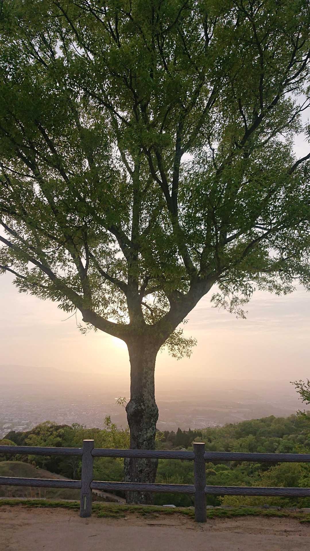 山頂ではブライダルのご夫婦が２組居て写真撮っておられました👰
夕焼けとシンボルツリーが綺麗🌇色々お話して次のスポットへ。
買いだめしておいた鹿せんべいで戯れつつ楽しく下山しました🍀