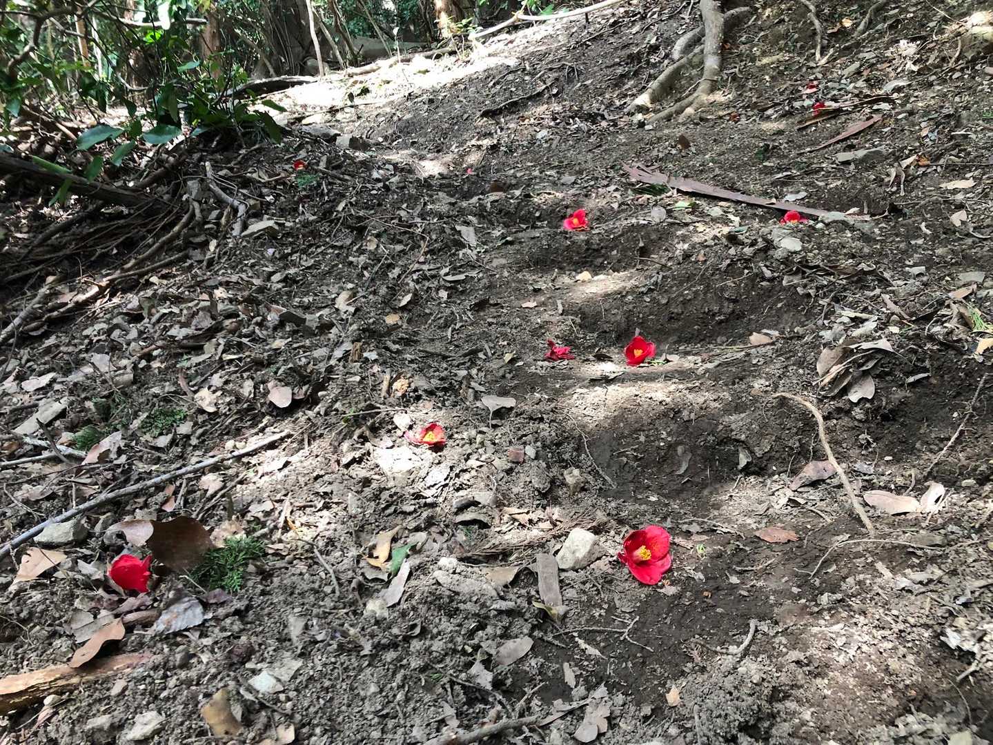 落ちたばかりのツバキ、