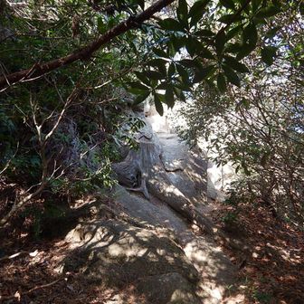 尾根に上がってきて三剣山方向、踏み跡しっかりしていました