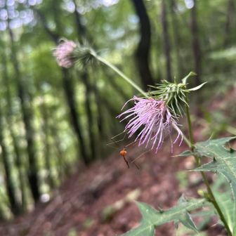 足長クモ🕷️とアザミ　アザミの種類はわからない🤔