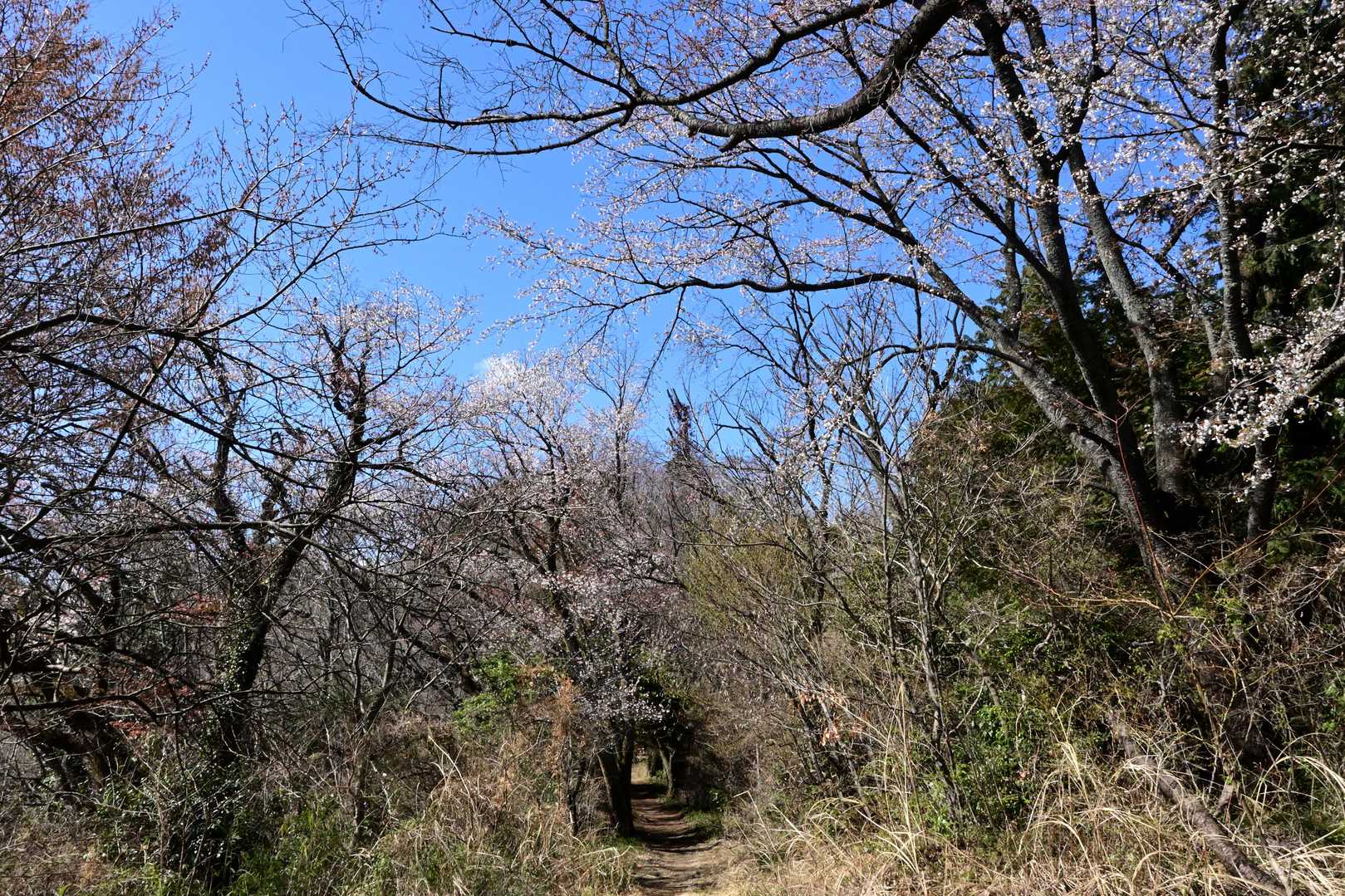 桜ロード
満開のときに、また。