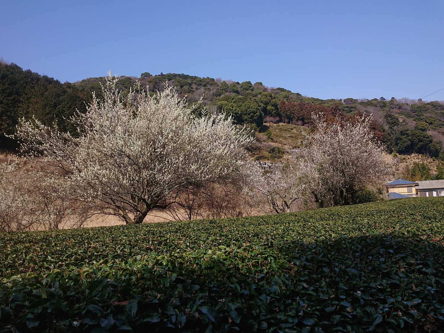茶畑と梅