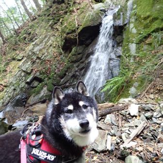 二段の滝。ここまで1時間近くタイムロスしています。クロ🐕も私も歳をとりました😂