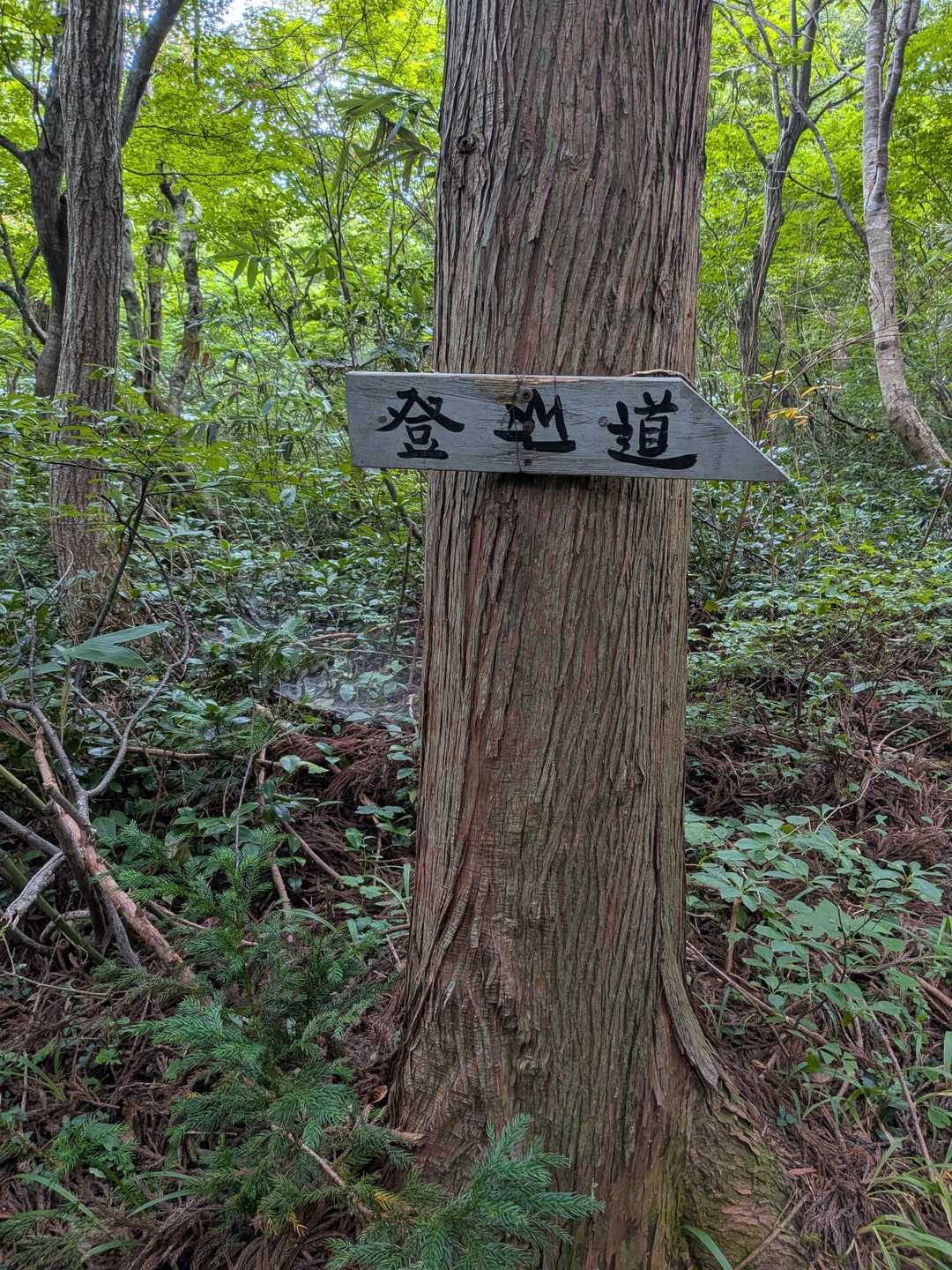大乗悟山登り口-大乗悟山-笹津山 周回コースの写真