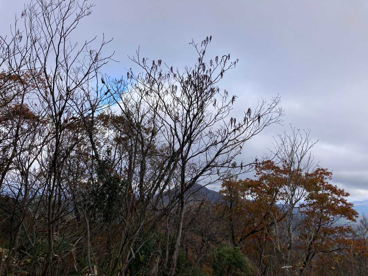 野見ヶ岳 往復コースの写真