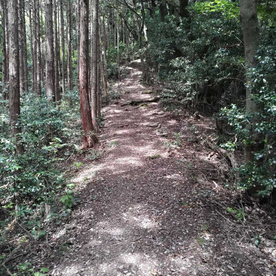 日陰が多く歩きやすかった