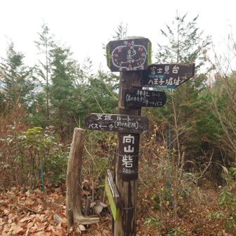 向山岩で道が分かれます、神社ルートで下ります