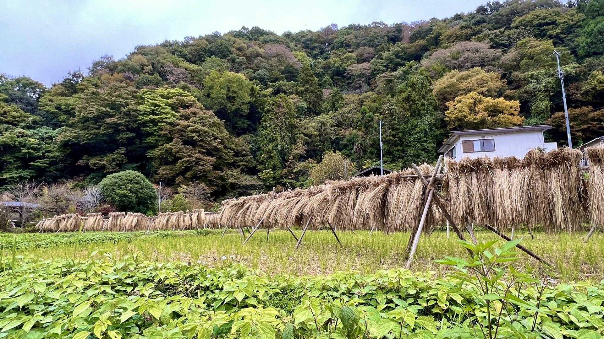 里に降りてきて、なんか懐かしい風景✨田舎ではこれが3段くらいに重なり高かった