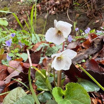 タチツボスミレの中に白い子がたくさん咲いていました♡