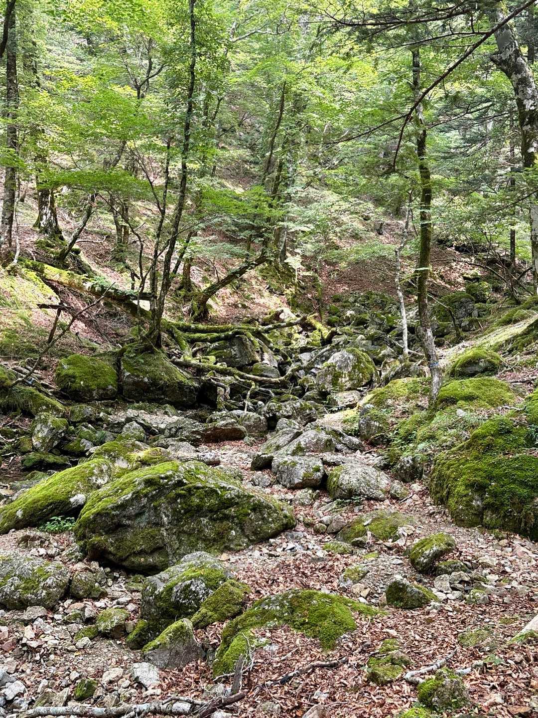 癒しのハイキングが続く⭐