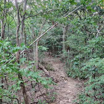 思ったより登山道してる