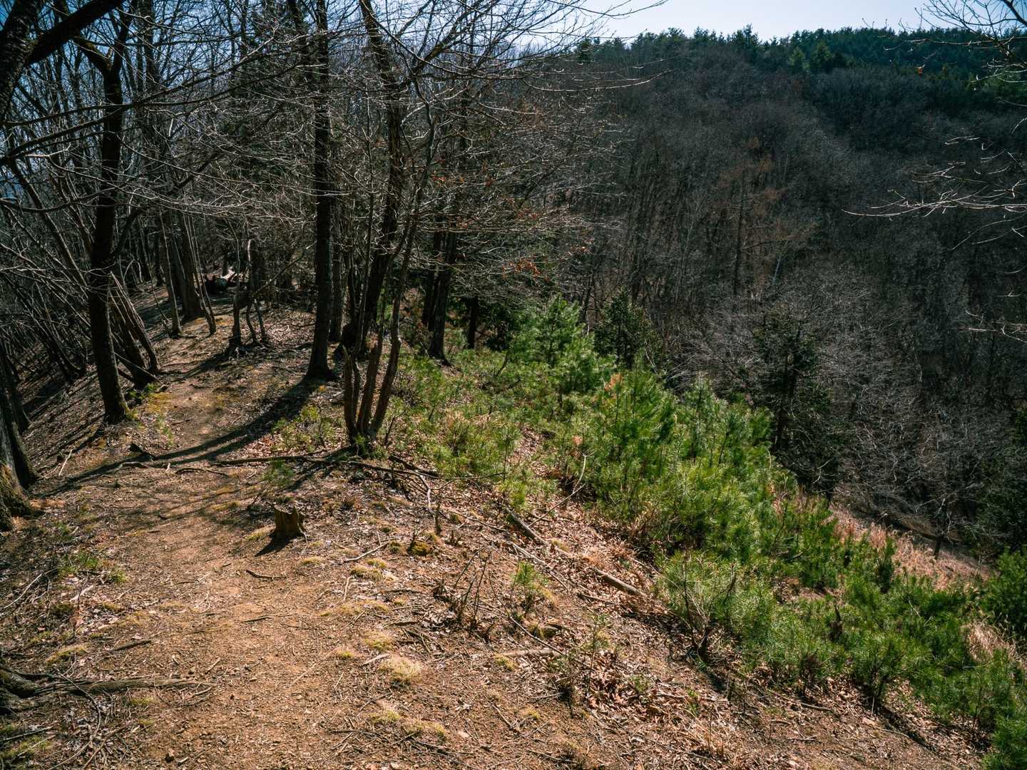 小倉山-上条山-上条峠 周回コースの写真