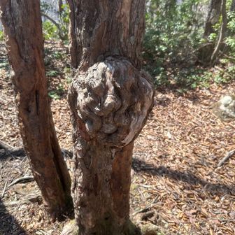 ジグソーの面や