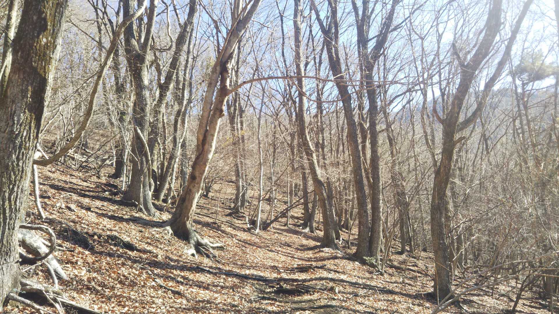 始めは明るい雑木林を進みます。
途中でゲートを二か所通ります。