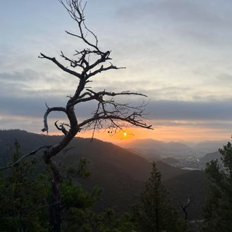 太陽の実がなる木、みたいな…