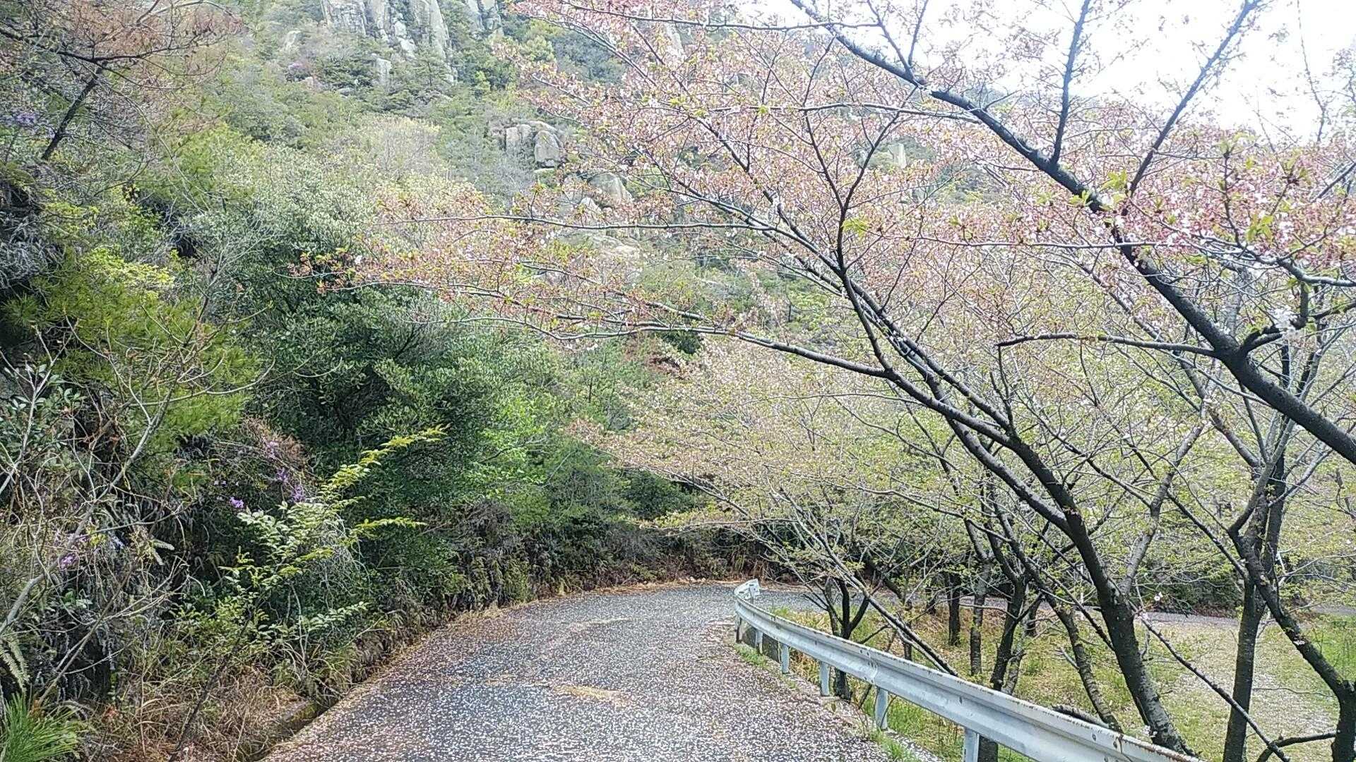 去年はちょうど桜🌸が満開で綺麗だったけど、今年はすでに葉桜🌿
昨日今日の強風のせいもあるかな。