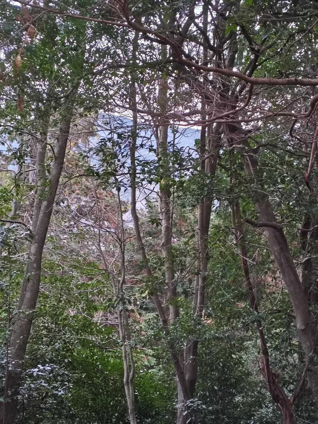 三輪山
