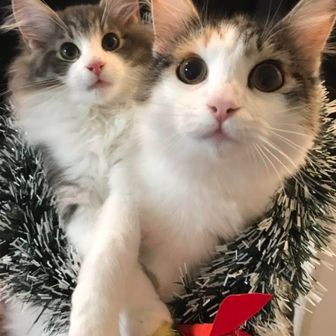 斜め45°からドロップキック